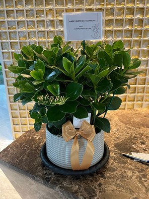 香蘋金錢樹(書帶木)盆栽~112120401