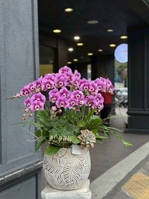 蝴蝶蘭/蘭花盆栽設計115010906