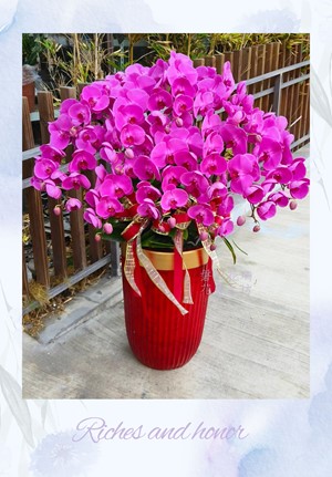 帝王級紫紅色蝴蝶蘭設計~L~ OP12-09