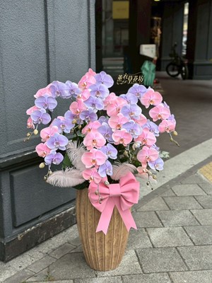 蝴蝶蘭/蘭花盆栽/7朱~粉藍設計~114112001