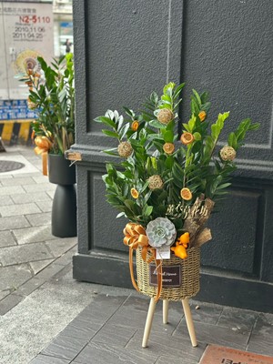 金錢樹~盆栽設計 115041603