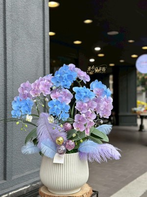 迷你蝴蝶蘭~霧藍設計114112002