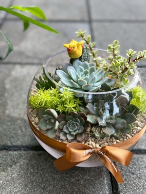 玻璃缸&多肉植物設計/開幕/高陞/107111207