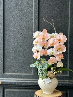 高雅蝴蝶蘭~115040796