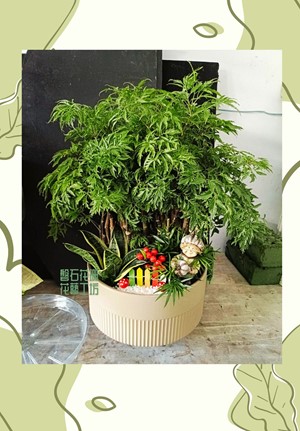 富貴樹盆栽~美化空間又聚財氣~是家中與辦公桌上的風水小秘寶