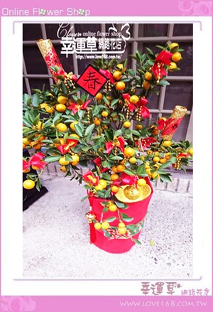 E0130金桔組合盆栽~新年限定