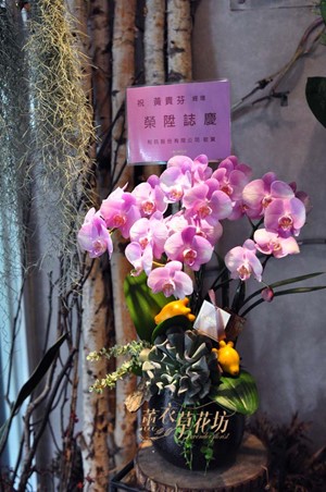 蝴蝶蘭/蘭花設計 107062805