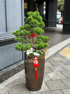 松柏~盆栽設計 114120601