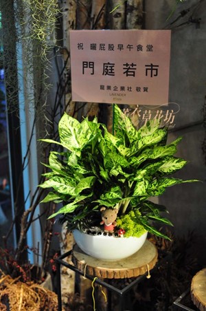 翡翠組合盆栽y20229