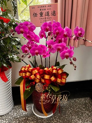 蝴蝶蘭/蘭花禮盆 107080713