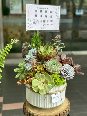 多肉植物設計~115071619