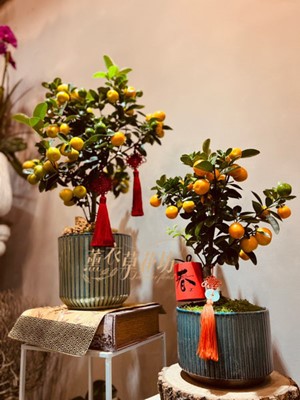 金桔盆栽~新年限定110011306