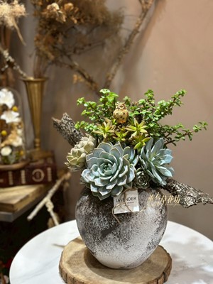 多肉植物設計~115041815