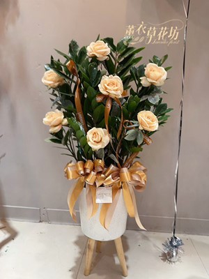 金錢樹盆栽~112103101