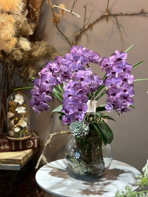 蝴蝶蘭盆栽~新色113032601