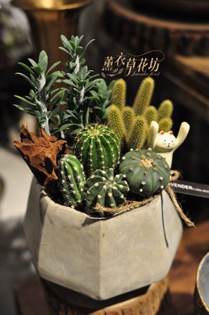 仙人掌盆栽108081911