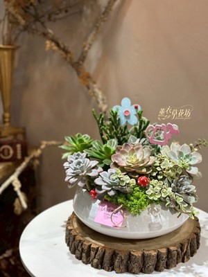 多肉植物~盆栽設計 115040767