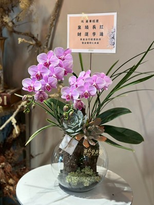 蝴蝶蘭&多肉設計 106080107