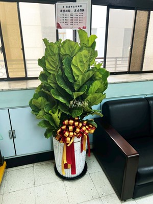 琴葉盆栽~115030417