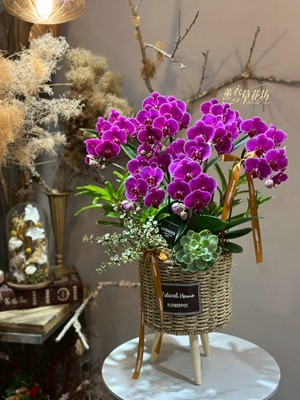 高雅迷你蝴蝶蘭~115040795