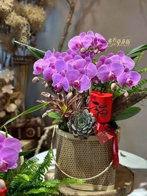 蝴蝶蘭/提籃設計 11512205