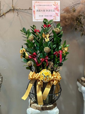 缺貨~金錢樹~盆栽112122021