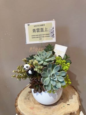 多肉植物一盆-台北市免運 109041611