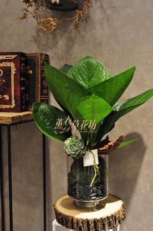 大王寶樹盆栽~新品價108111811